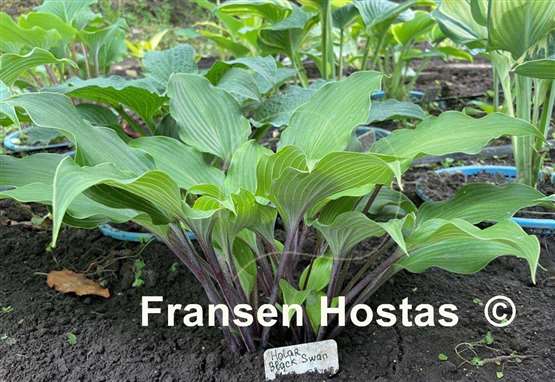 Hosta Holar Black Swan